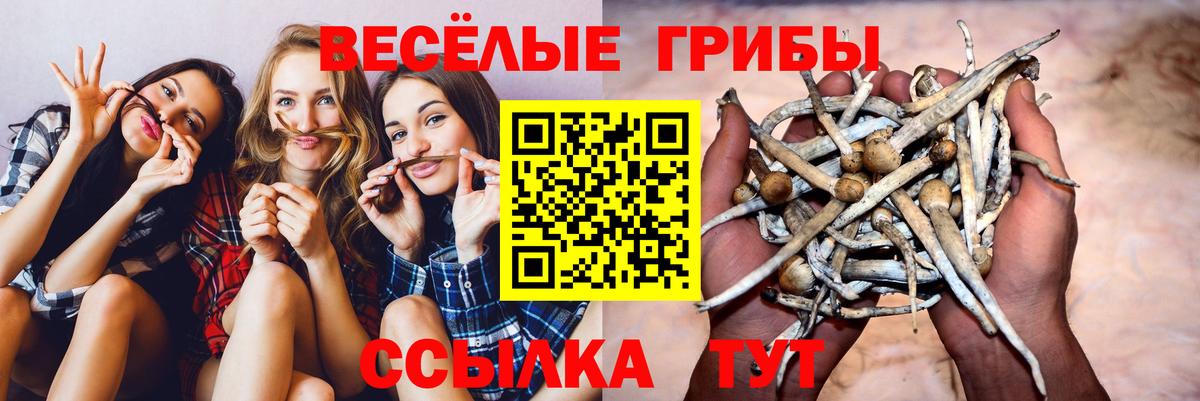 Гусиноозёрск  Галлюциногенные грибы Psilocybine cubensis  Вход с VPN 